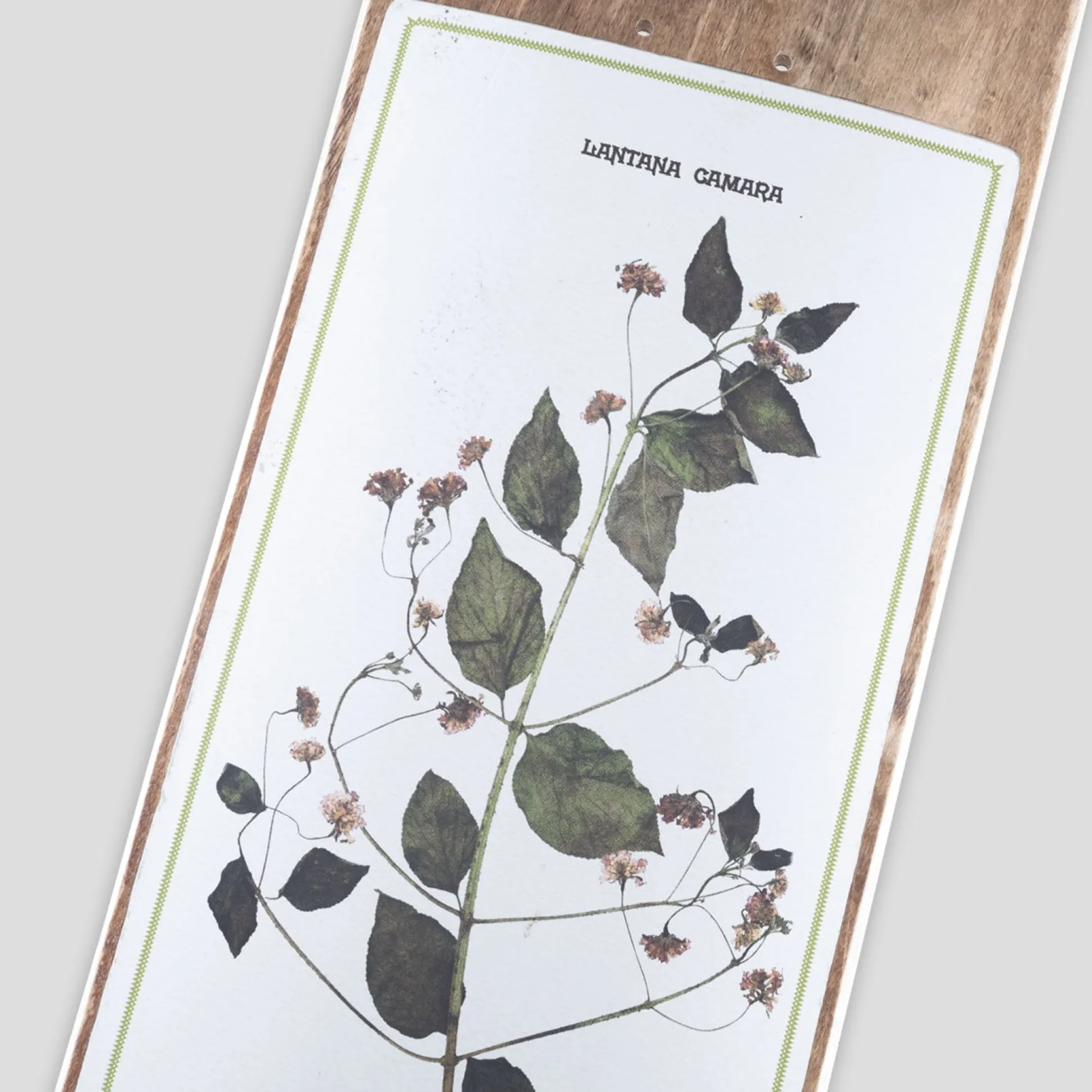 Pass~Port Invasive Species Series - Lantana